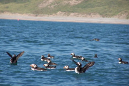 Puffins